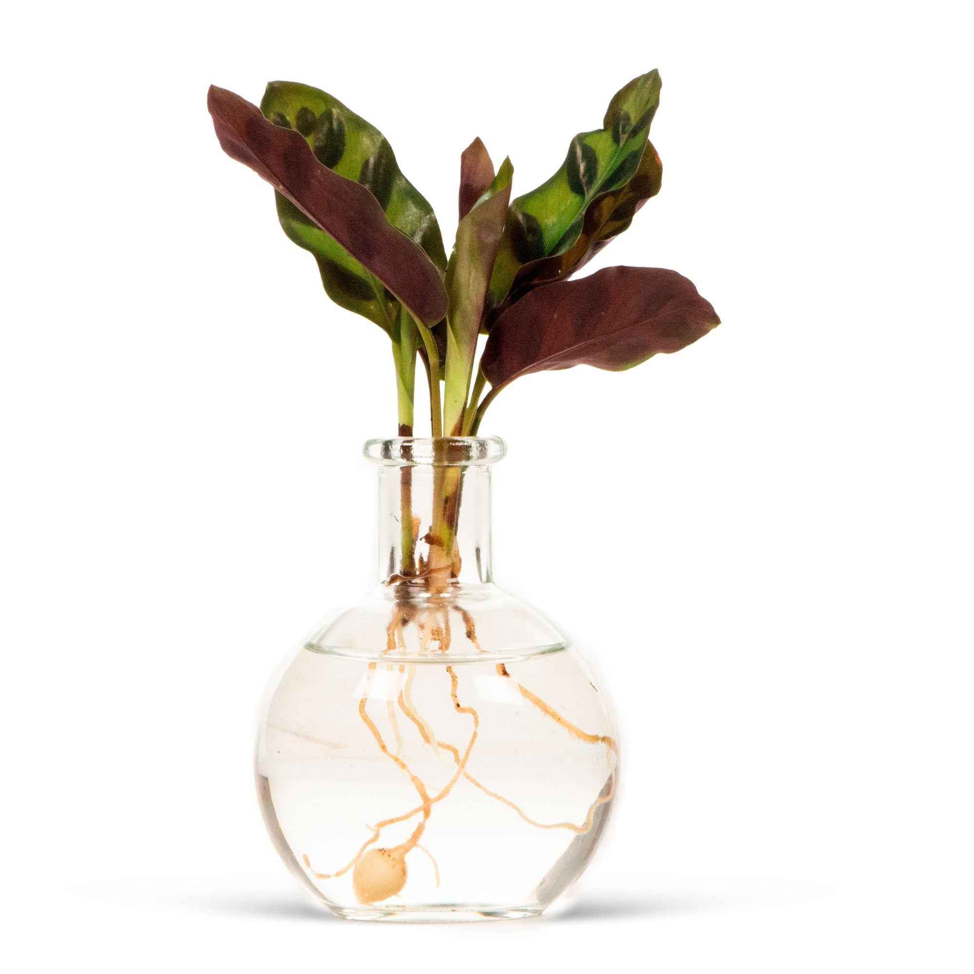 Calathea Insignis et son vase - Image 3
