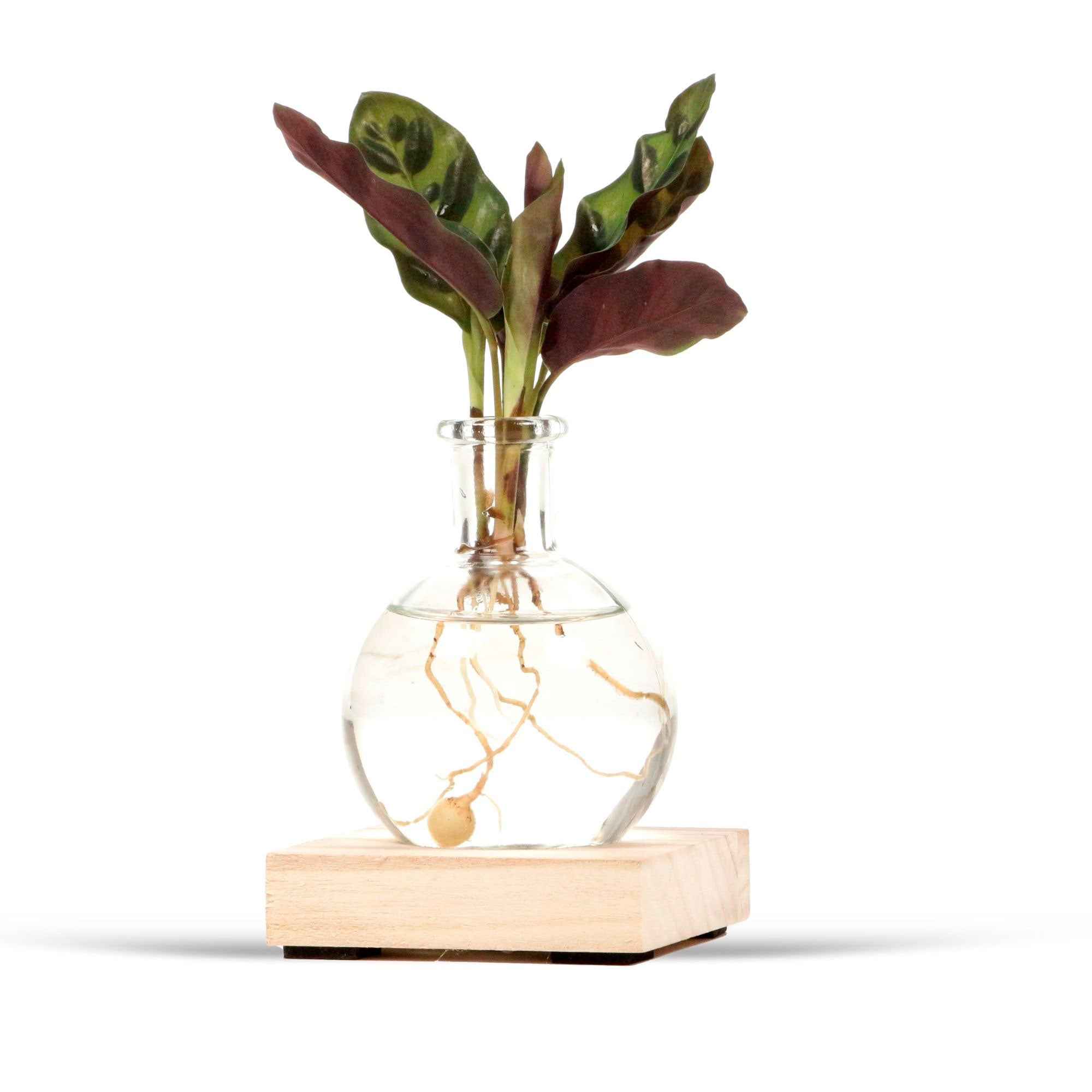 Calathea Insignis et son vase avec LED