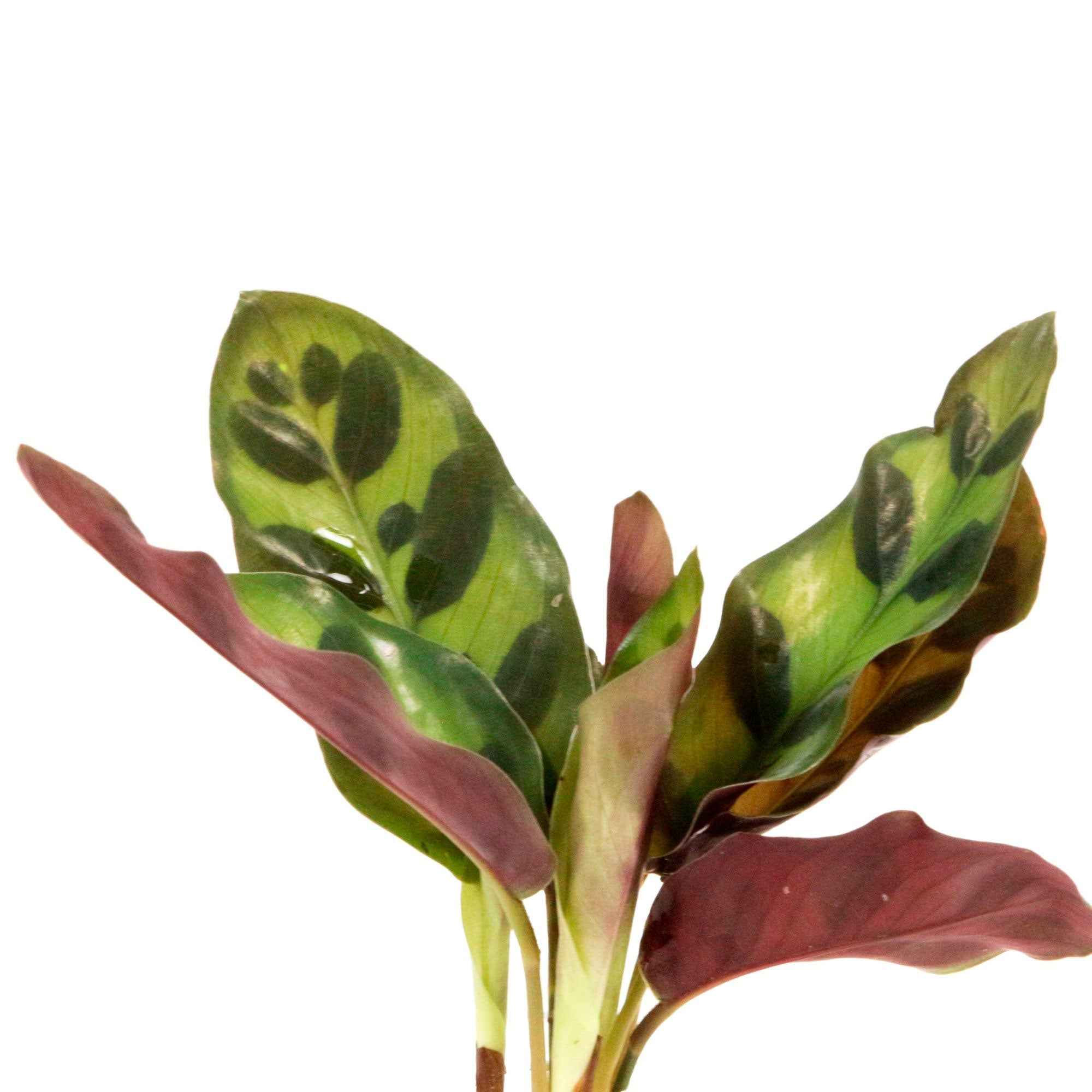 Calathea Insignis et son vase avec LED - Image 2