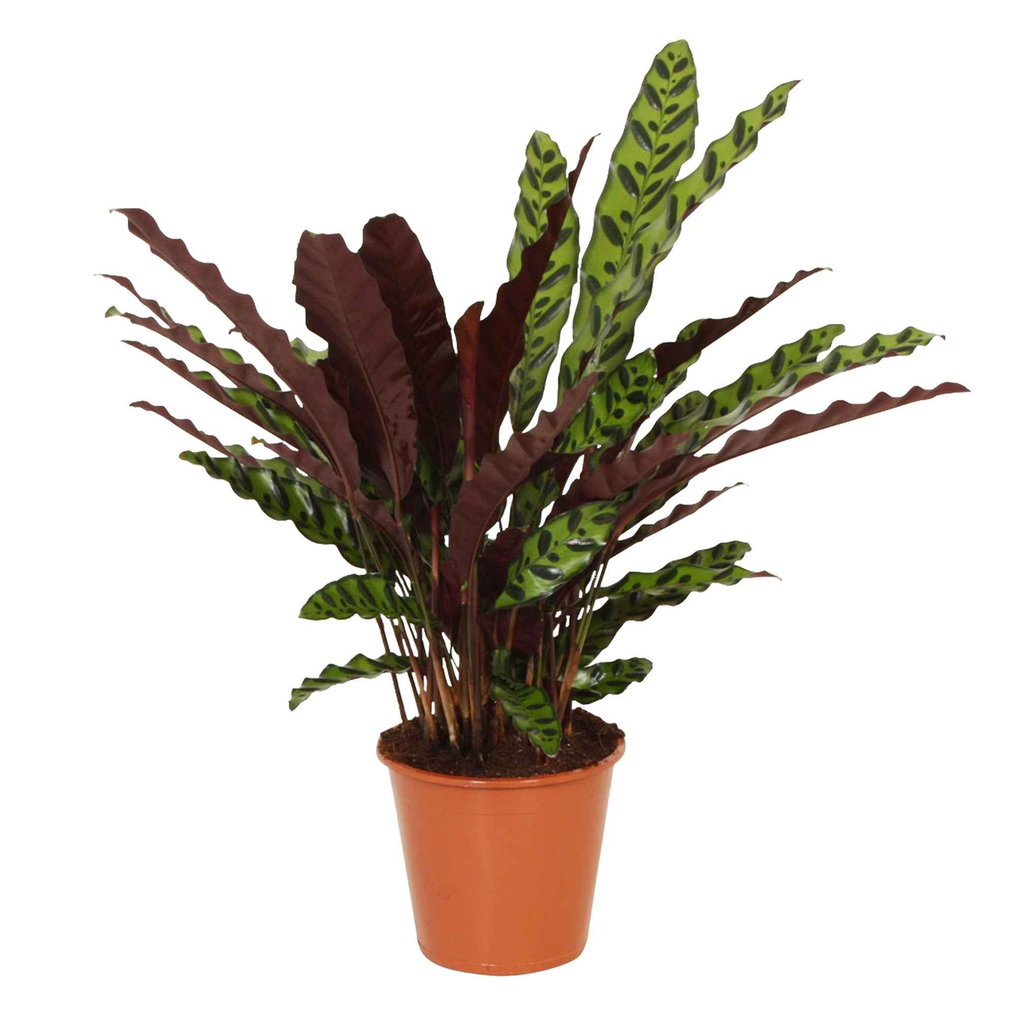 Calathea lancifolia 'Insigne'