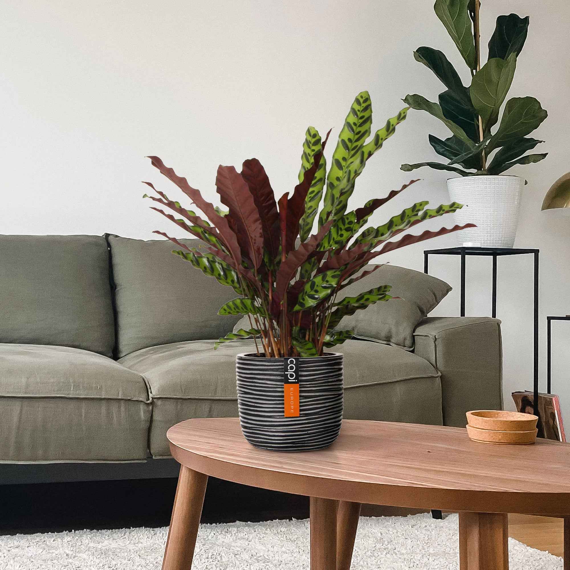 Calathea lancifolia 'Insigne' - Image 2