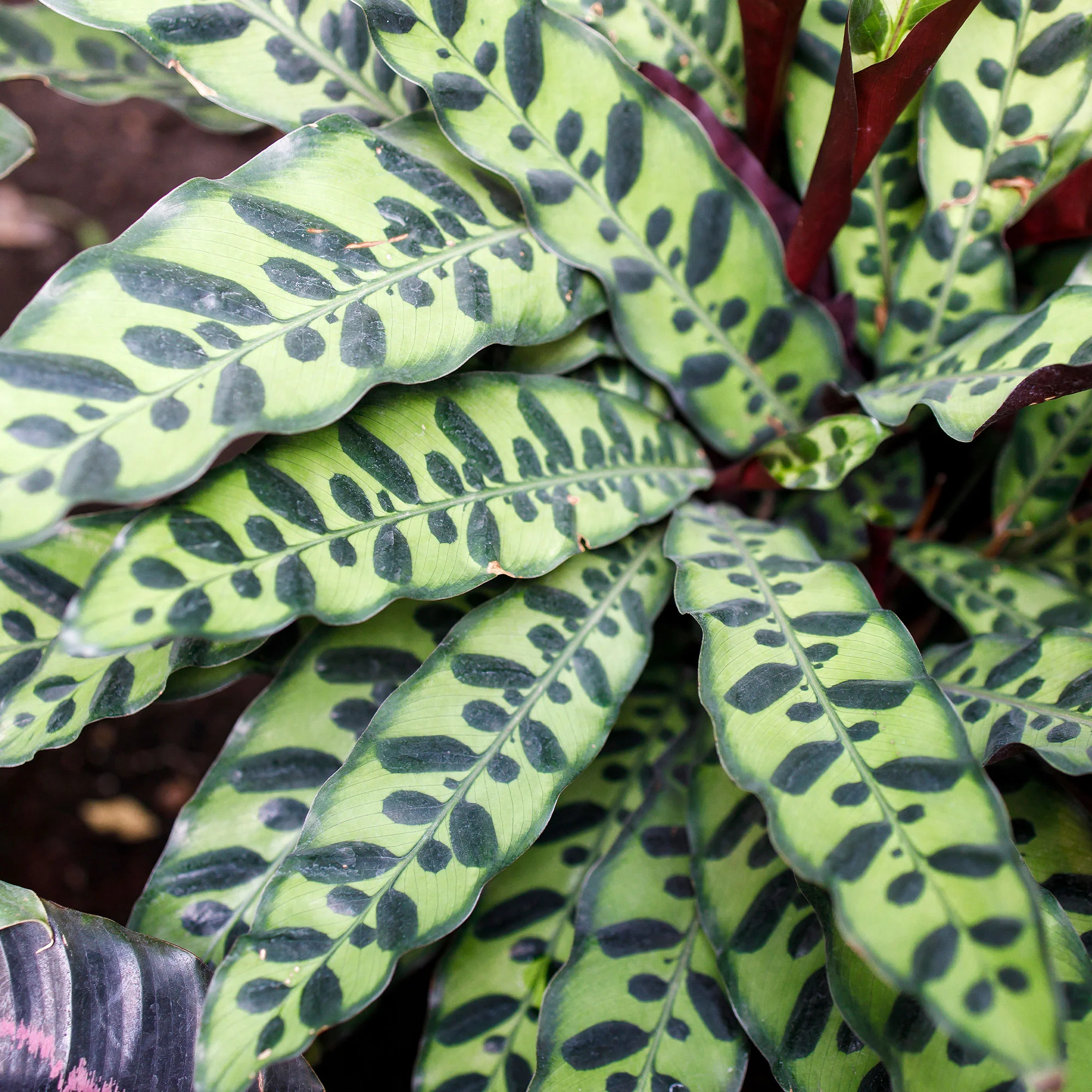 Calathea lancifolia 'Insigne' - Image 3