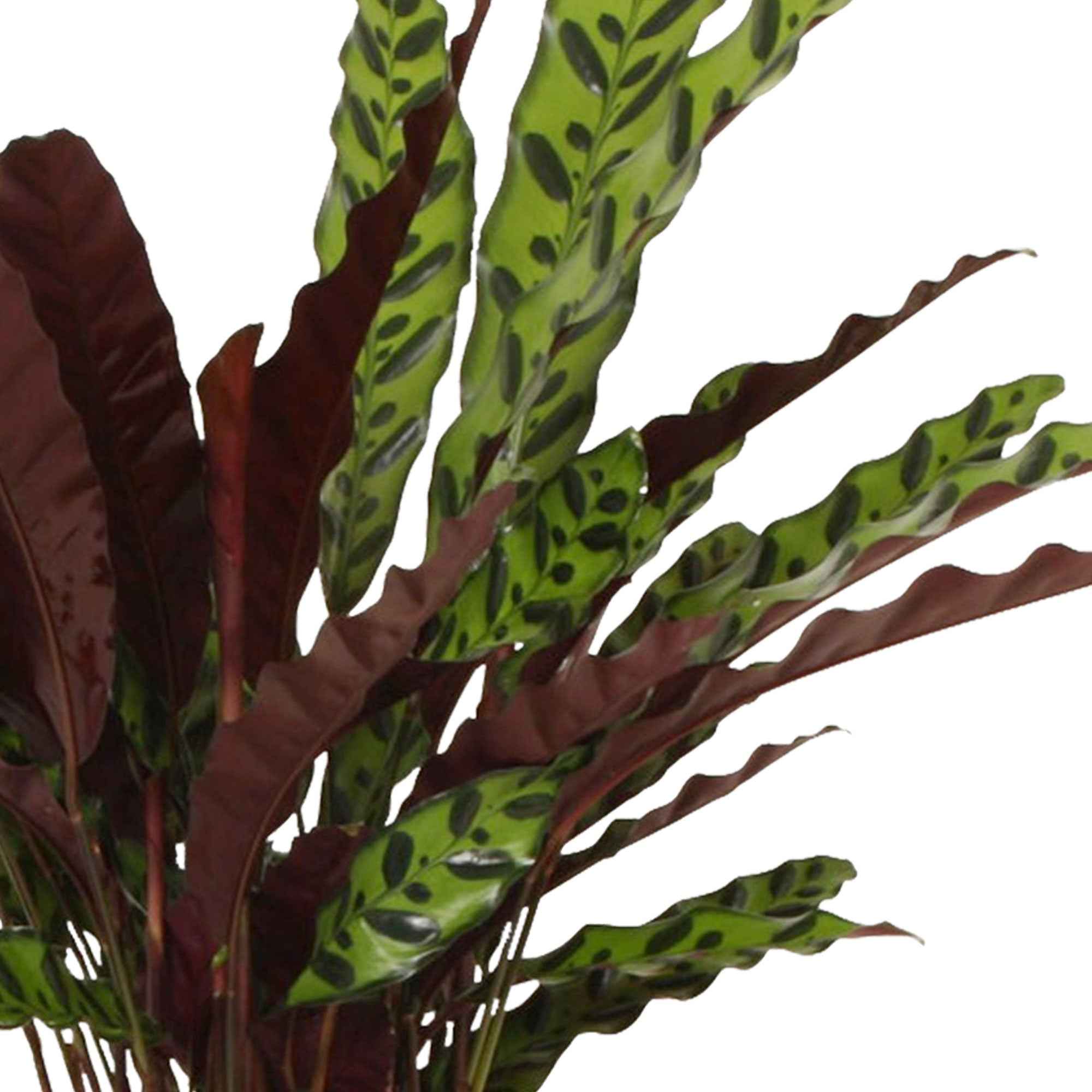 Calathea lancifolia 'Insigne' - Image 4