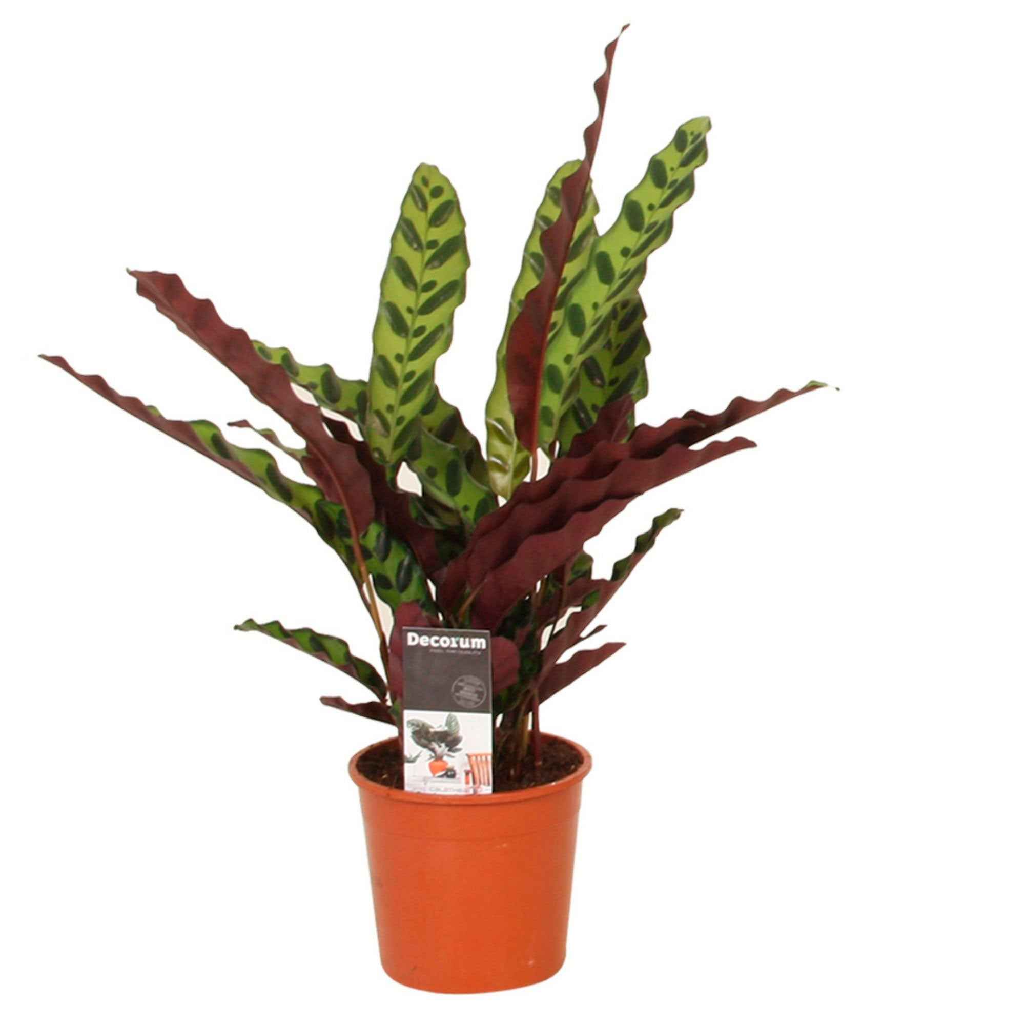 Calathea lancifolia 'Insigne' - Image 5