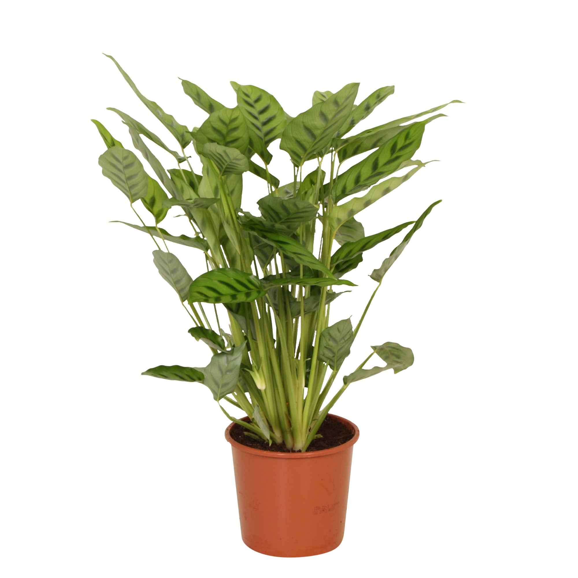 Calathea leopardina - Image 3