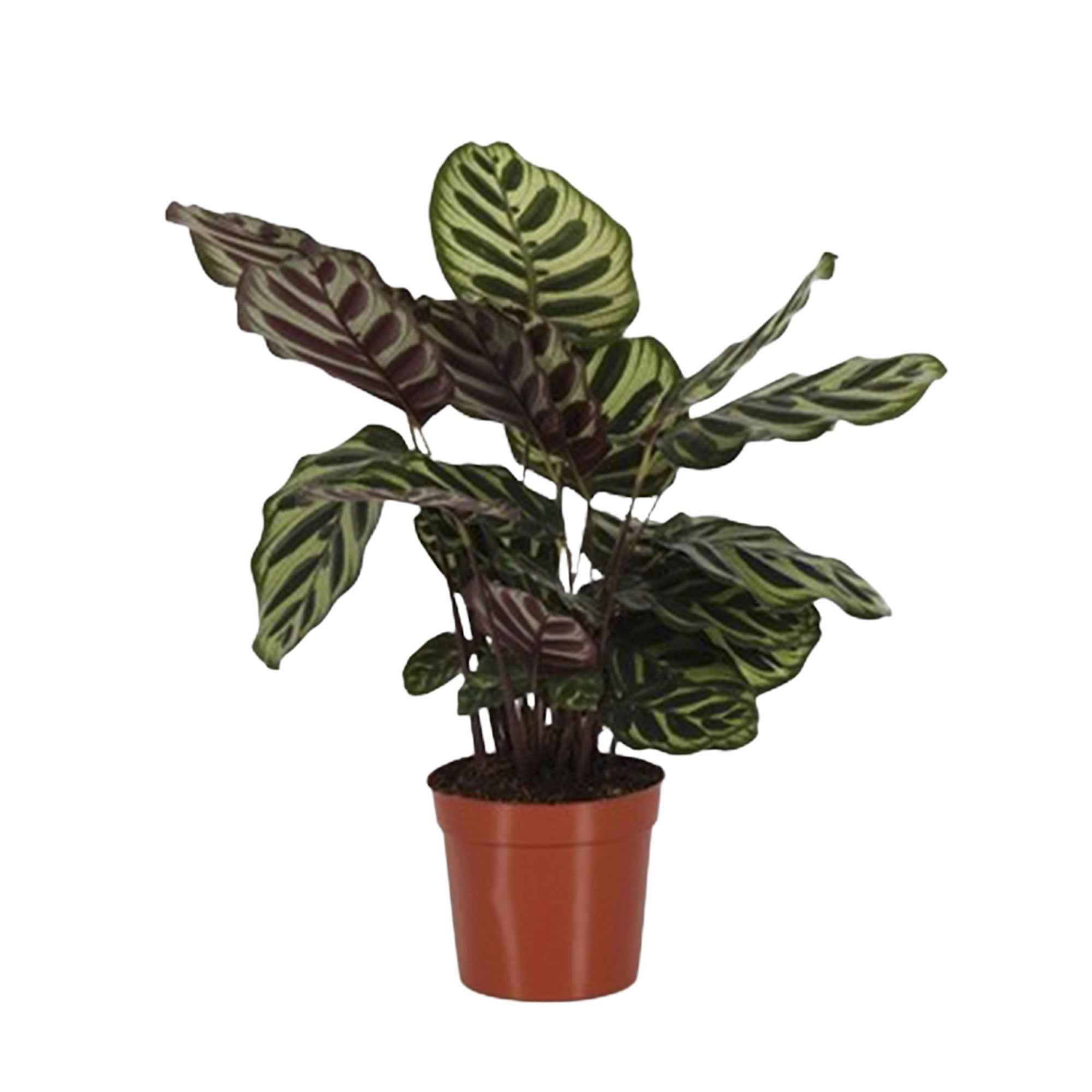 Calathea makoyana - Image 3
