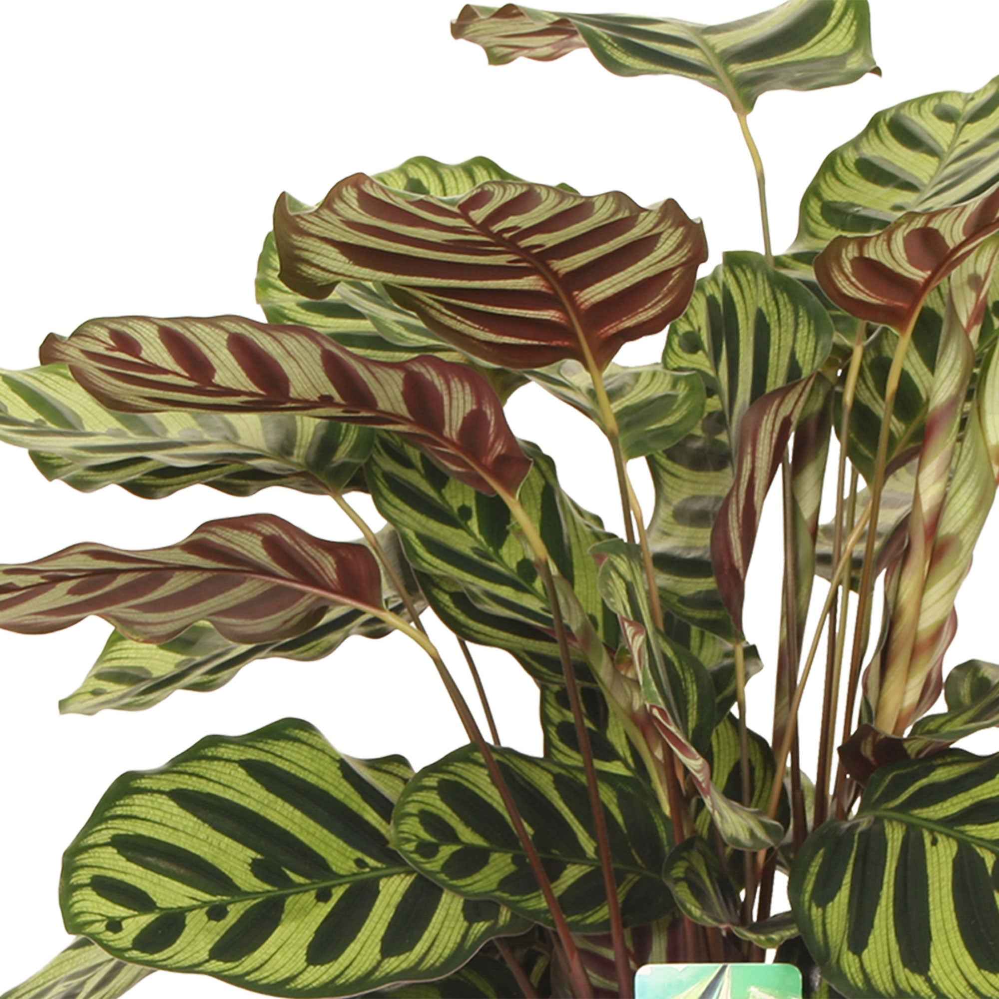 Calathea makoyana - Image 4
