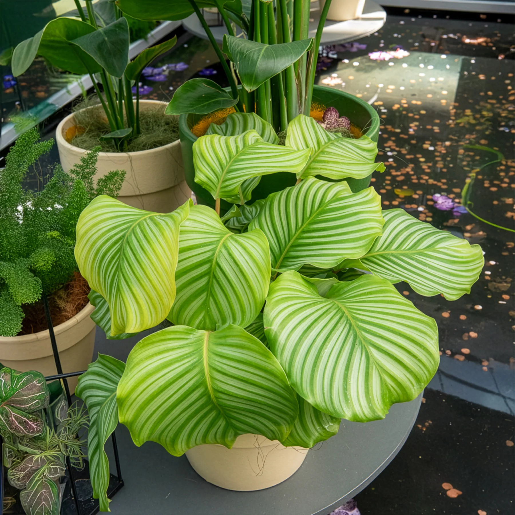 Calathea orbifolia - Image 5