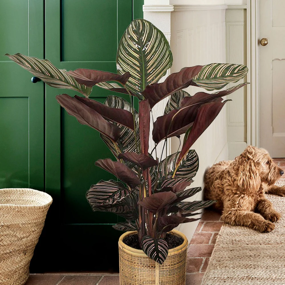Calathea 'Ornata' XL - Image 3