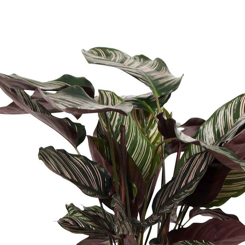 Calathea 'Ornata' XL - Image 4