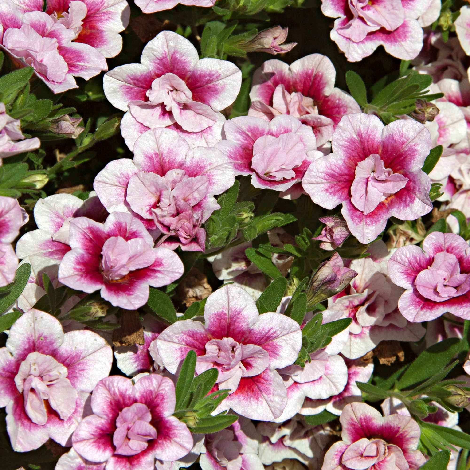 3 Calibrachoas PinkTastic - Image 2
