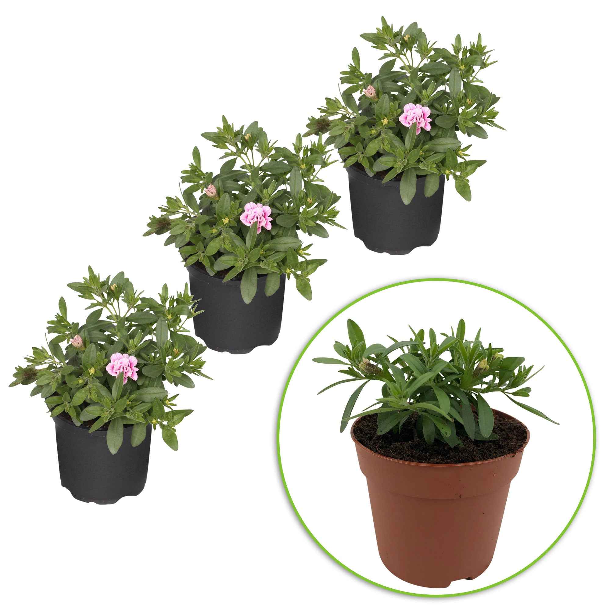 3 Calibrachoas PinkTastic - Image 3