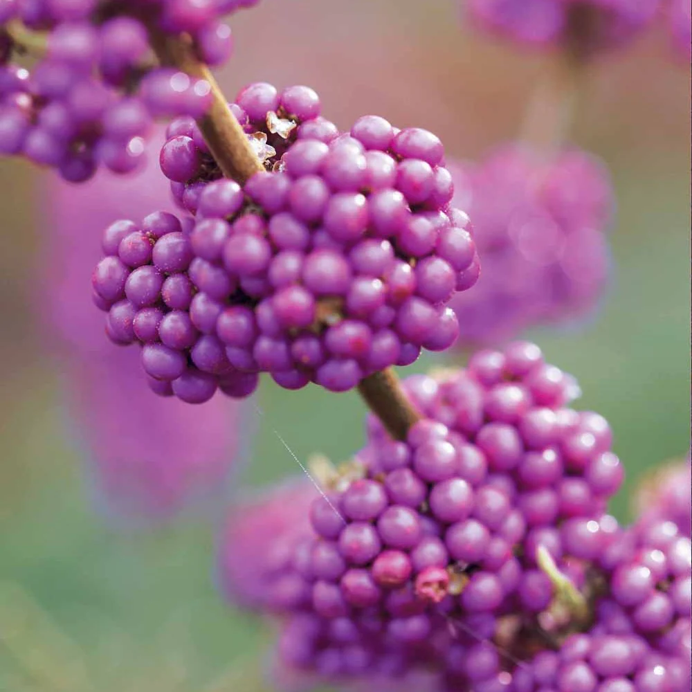 Callicarpa Profusion - Image 3