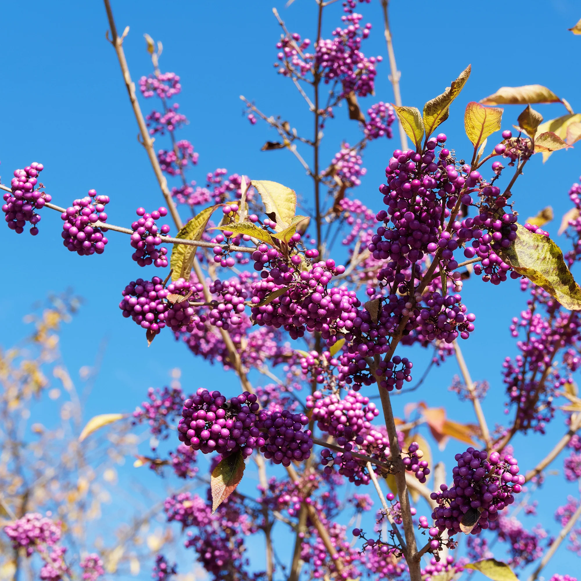 Callicarpa Profusion - Image 4