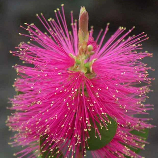 Callistemon Hot Pink - Rince-bouteille rose - Image 2