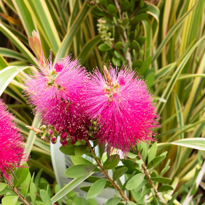 Callistemon Hot Pink - Rince-bouteille rose - Image 3