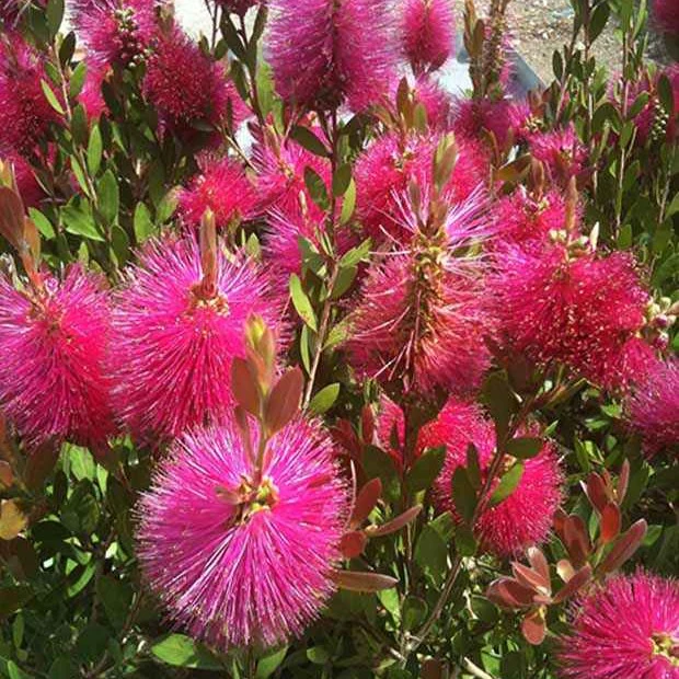 Callistemon Hot Pink - Rince-bouteille rose - Image 4