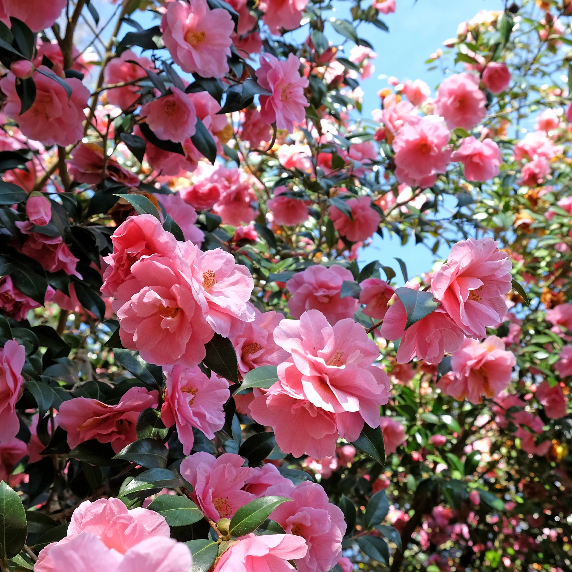 Camélia du Japon à fleurs doubles roses