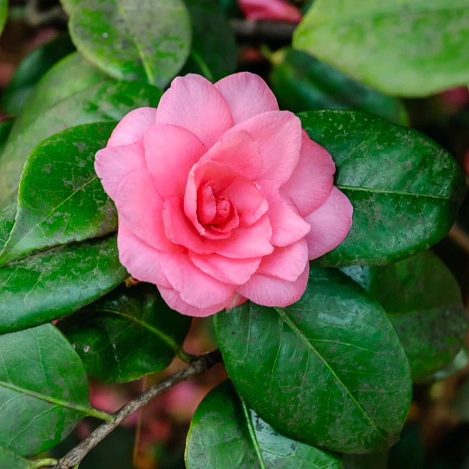 Camélia du Japon à fleurs doubles roses - Image 3