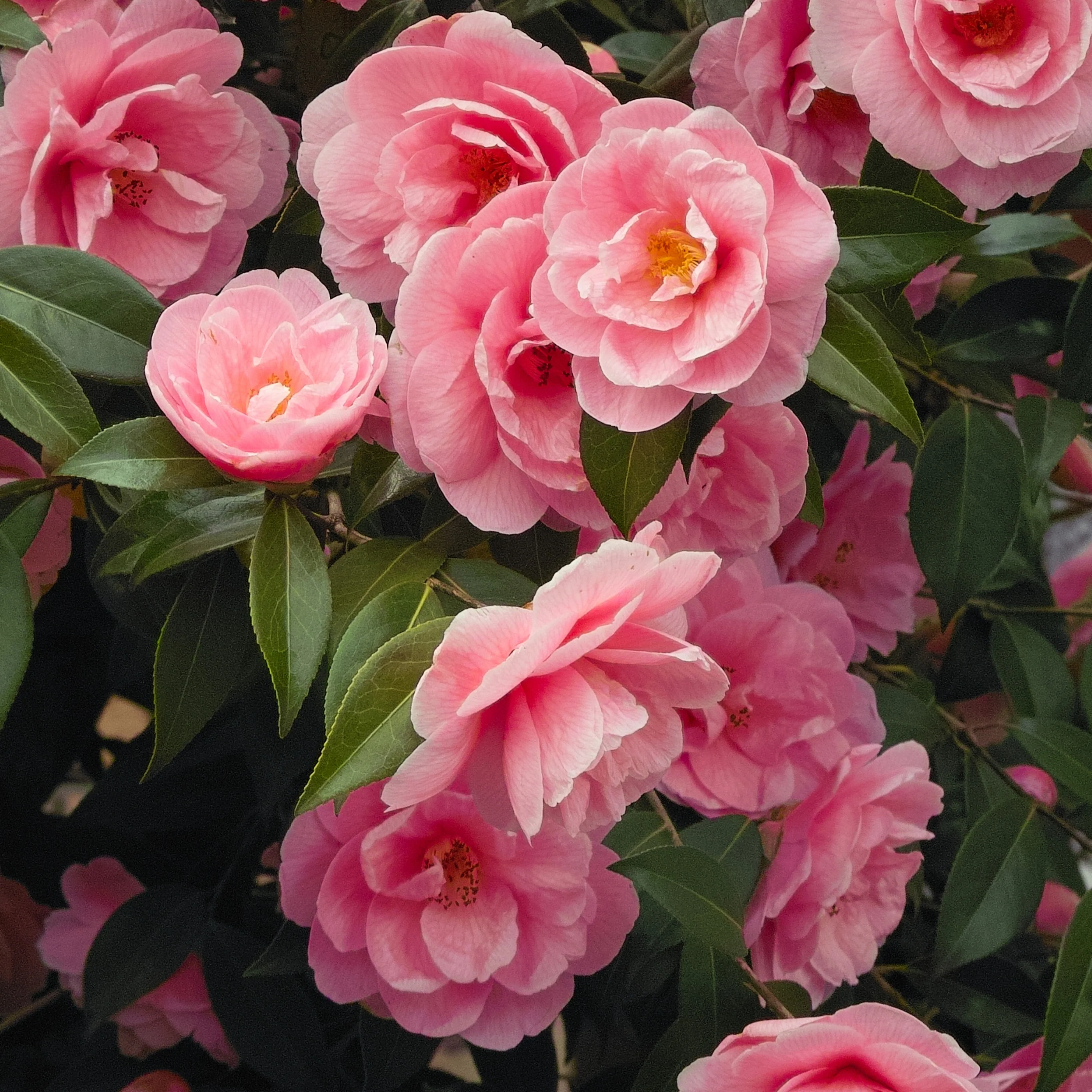 Camélia du Japon à fleurs doubles roses - Image 4