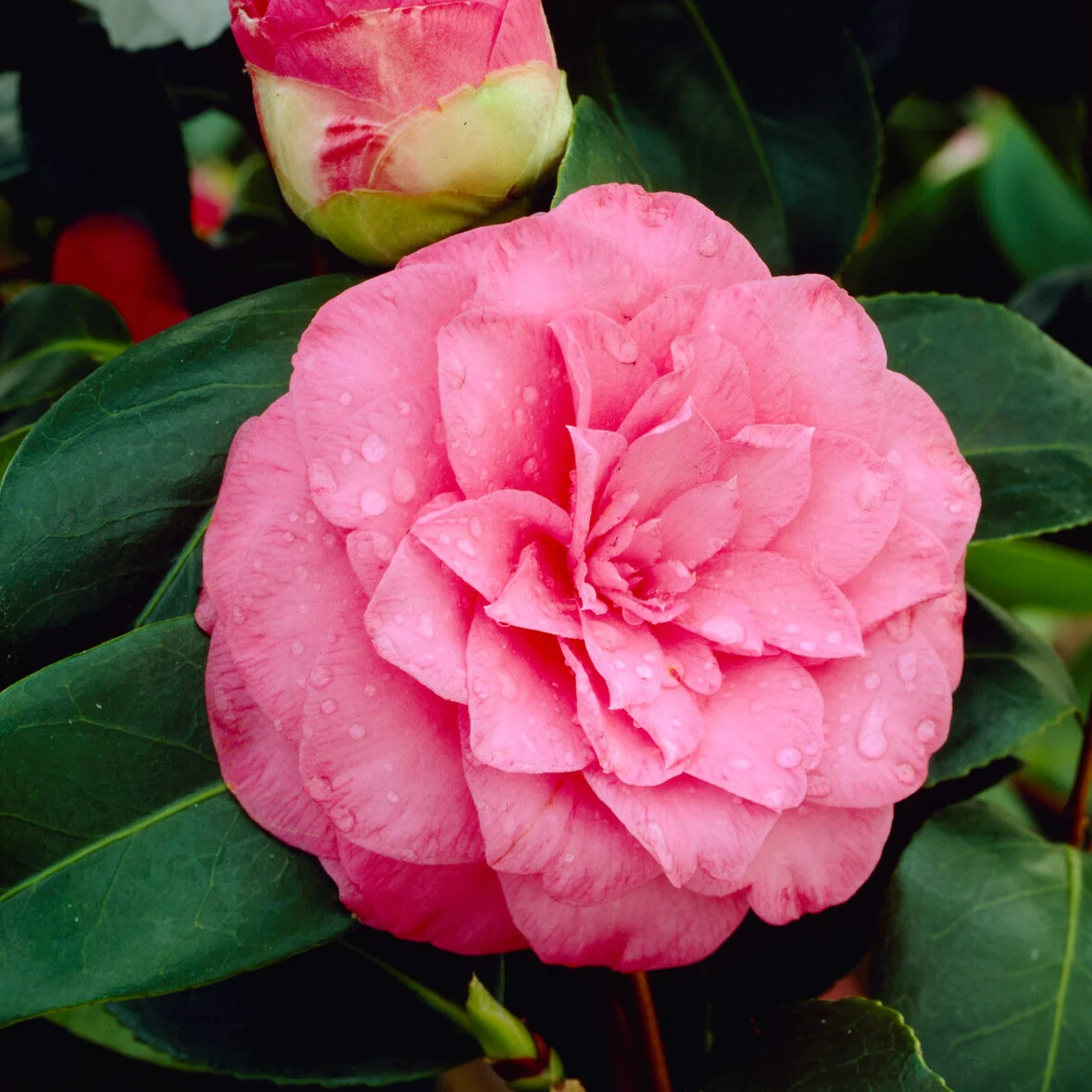 Camélia du Japon à fleurs doubles roses - Image 5