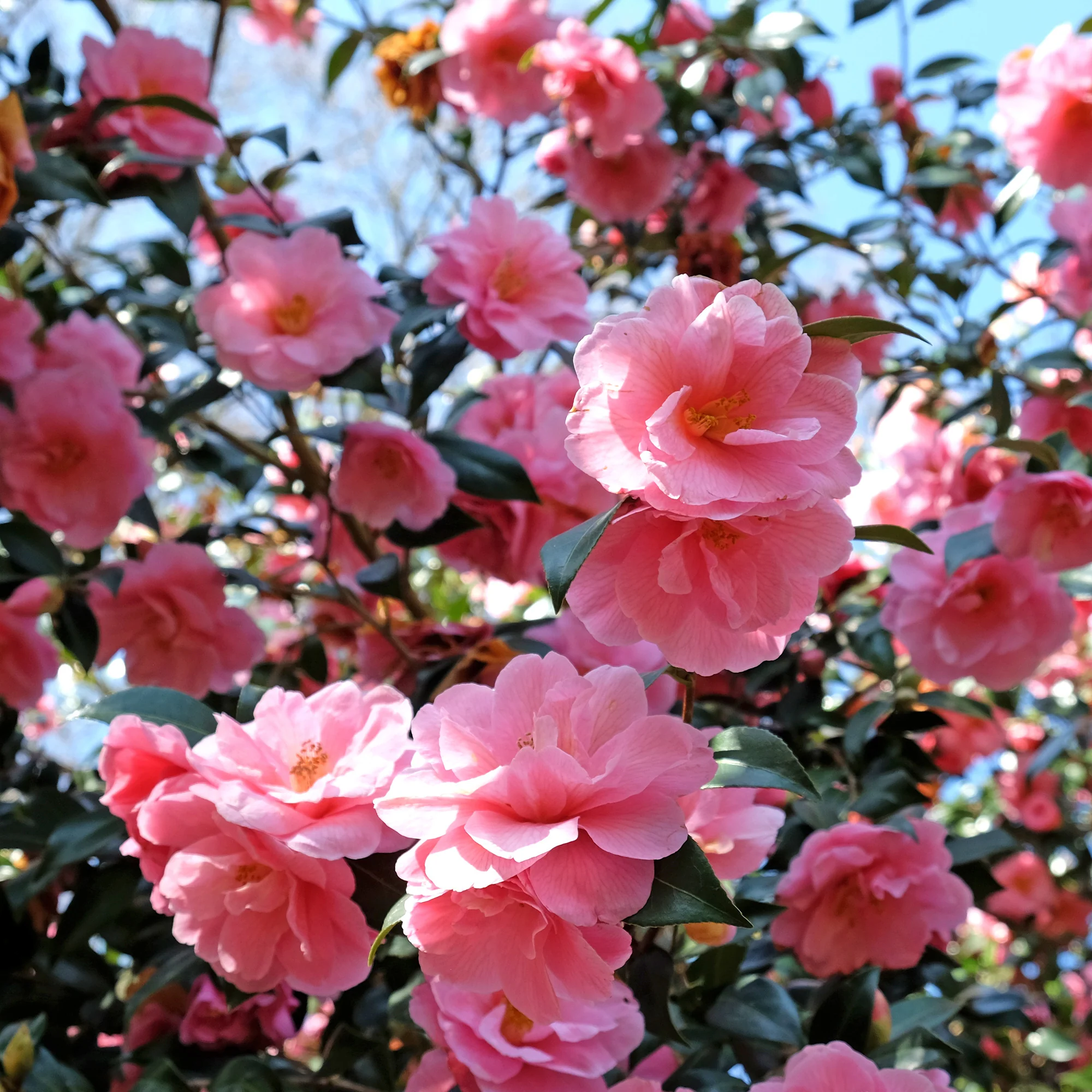 Camélia du Japon à fleurs doubles roses - Image 6