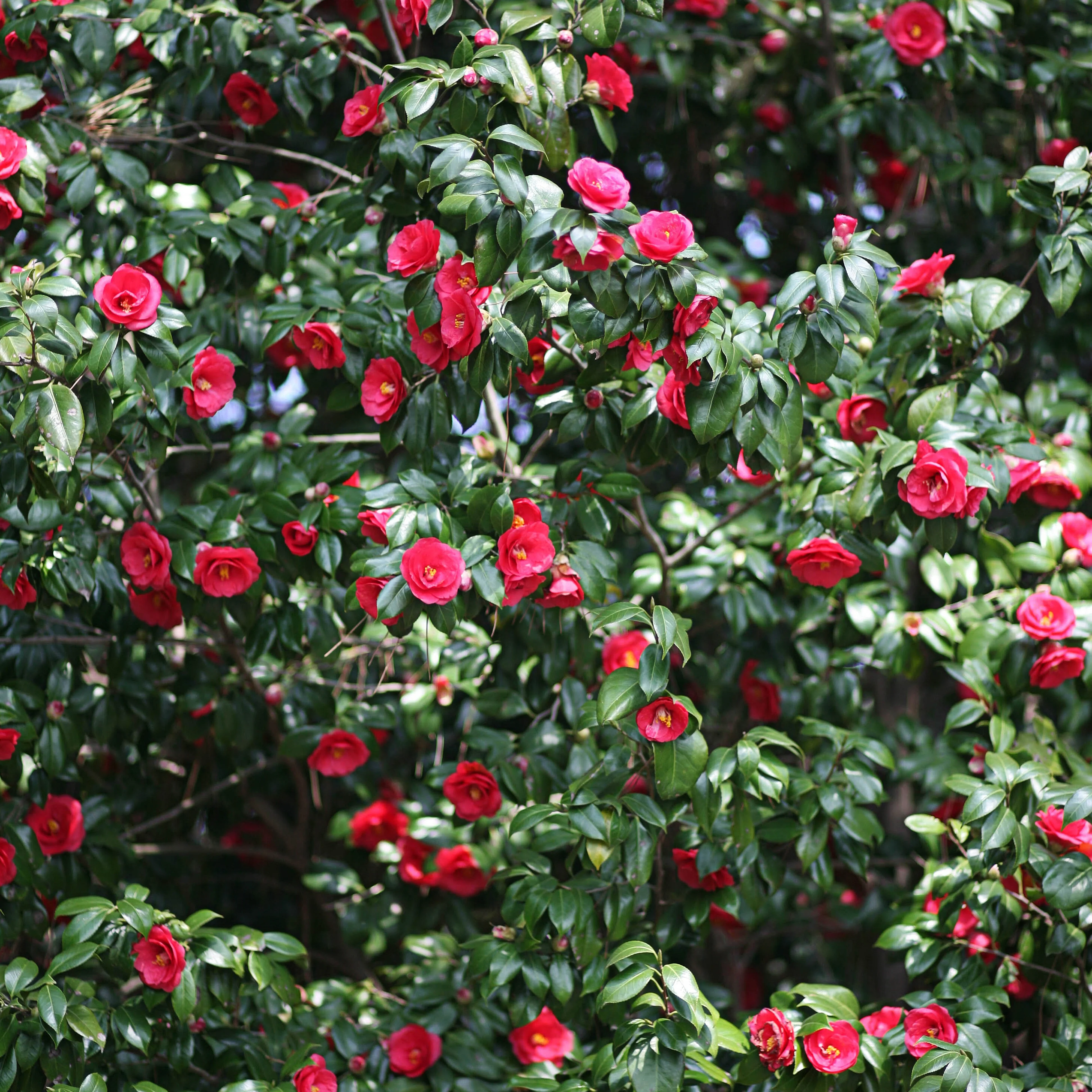 Camélia du Japon à fleurs doubles rouge