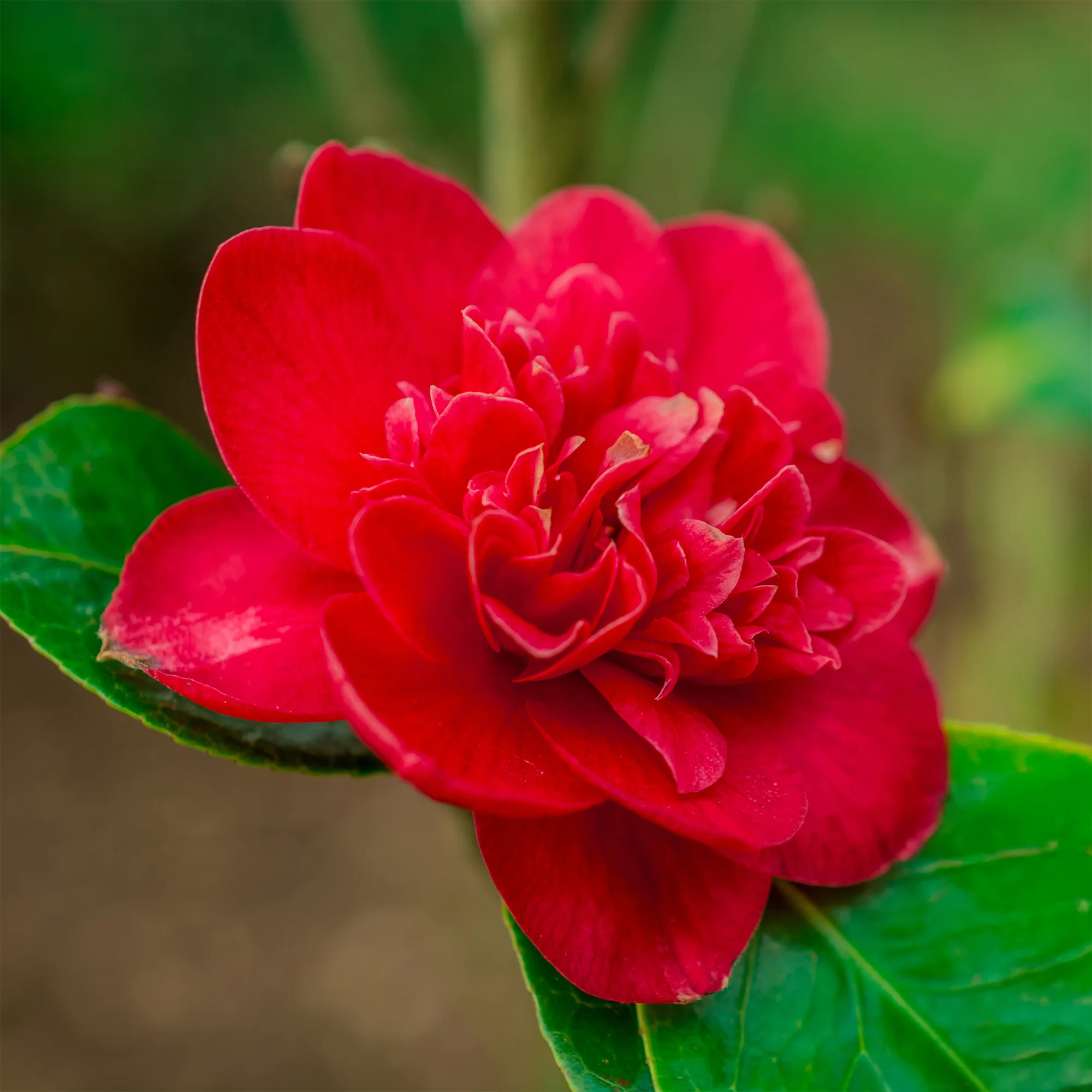 Camélia du Japon à fleurs doubles rouge - Image 2