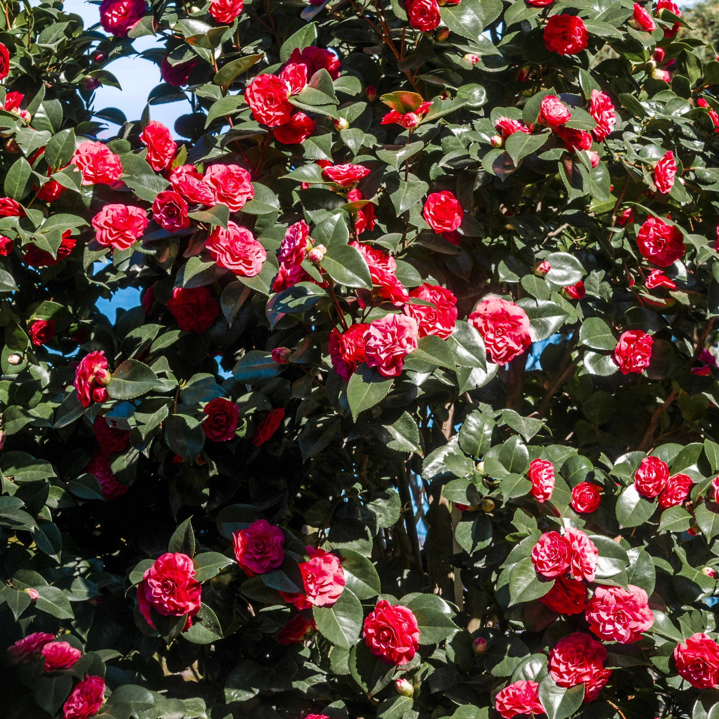 Camélia du Japon à fleurs doubles rouge - Image 4