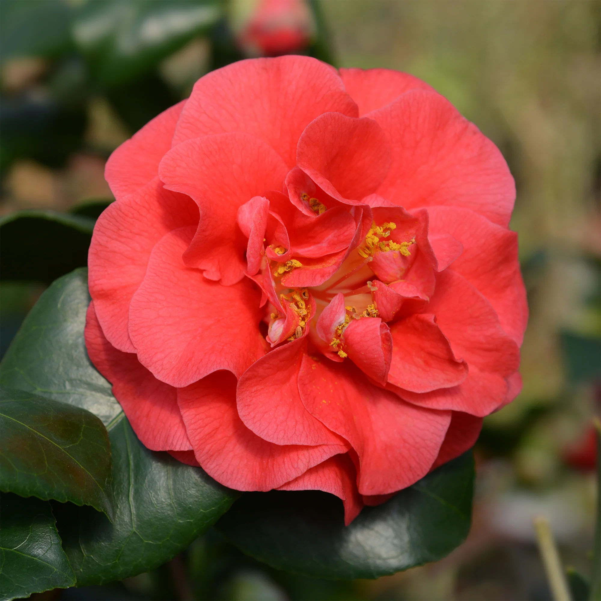 Camélia du Japon à fleurs doubles rouge - Image 5