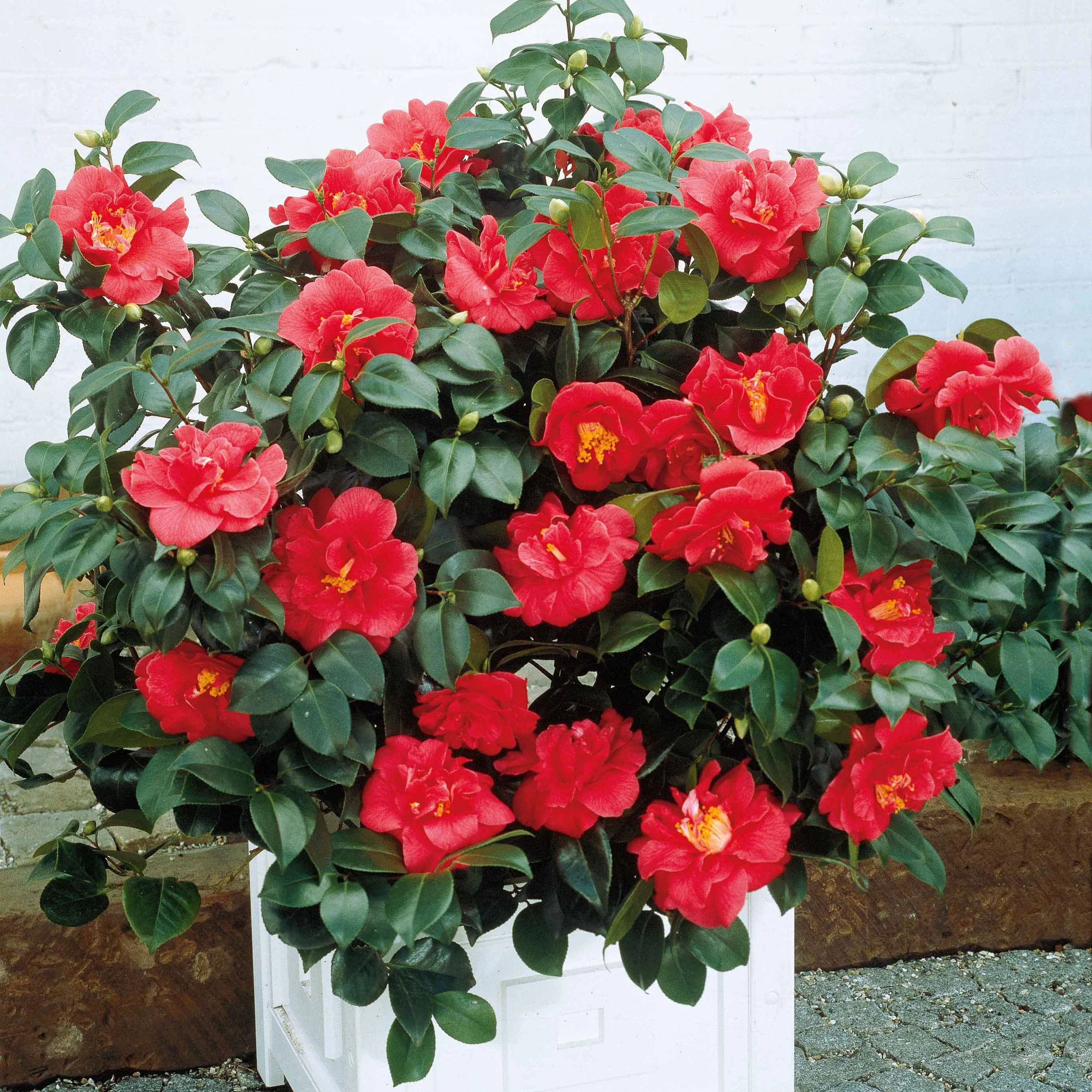 Camélia du Japon à fleurs doubles rouge - Image 6