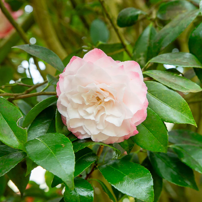 Camélia du Japon Nuccio's Pearl - Image 2