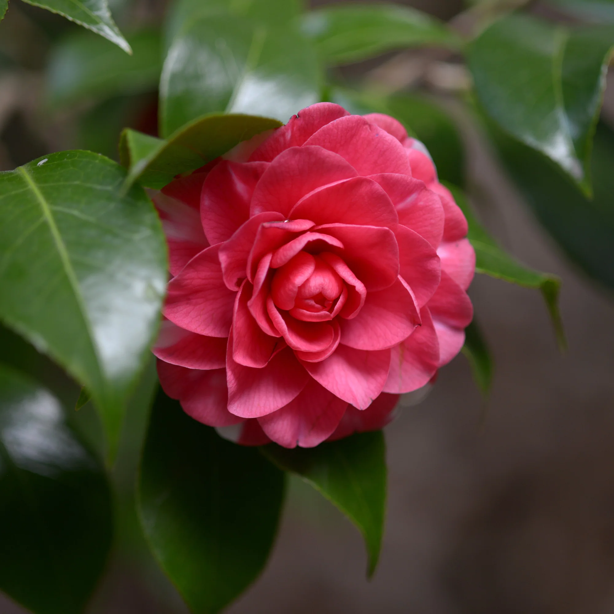 Camélia du Japon 'Principessa Bacioccho'