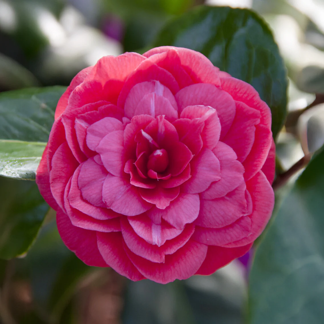 Camélia du Japon 'Principessa Bacioccho' - Image 2
