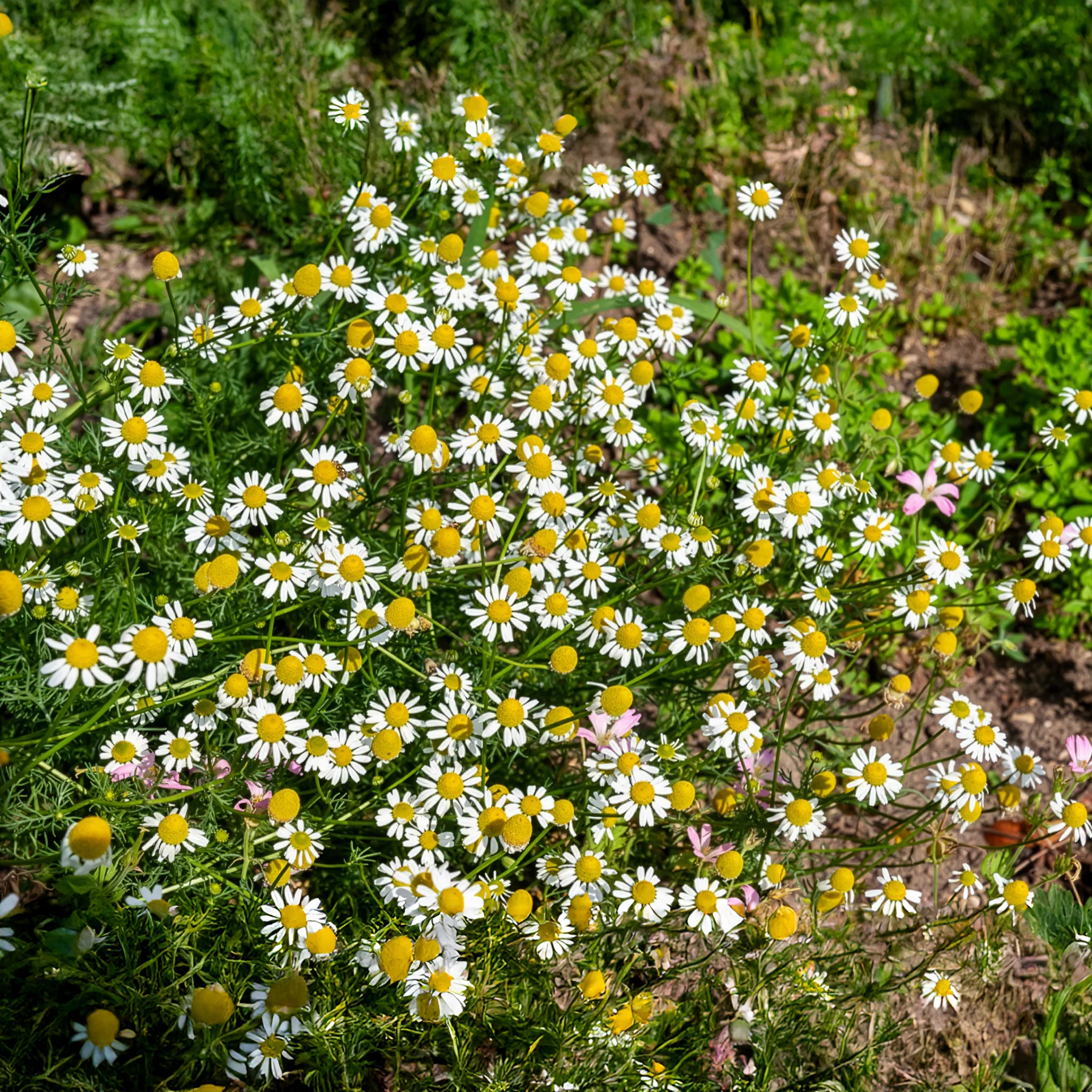 Camomille Allemande Bio - Image 2