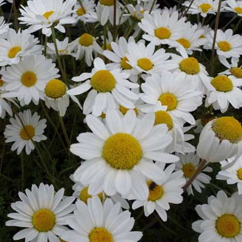 Camomille des Carpates Karpatenschnee
