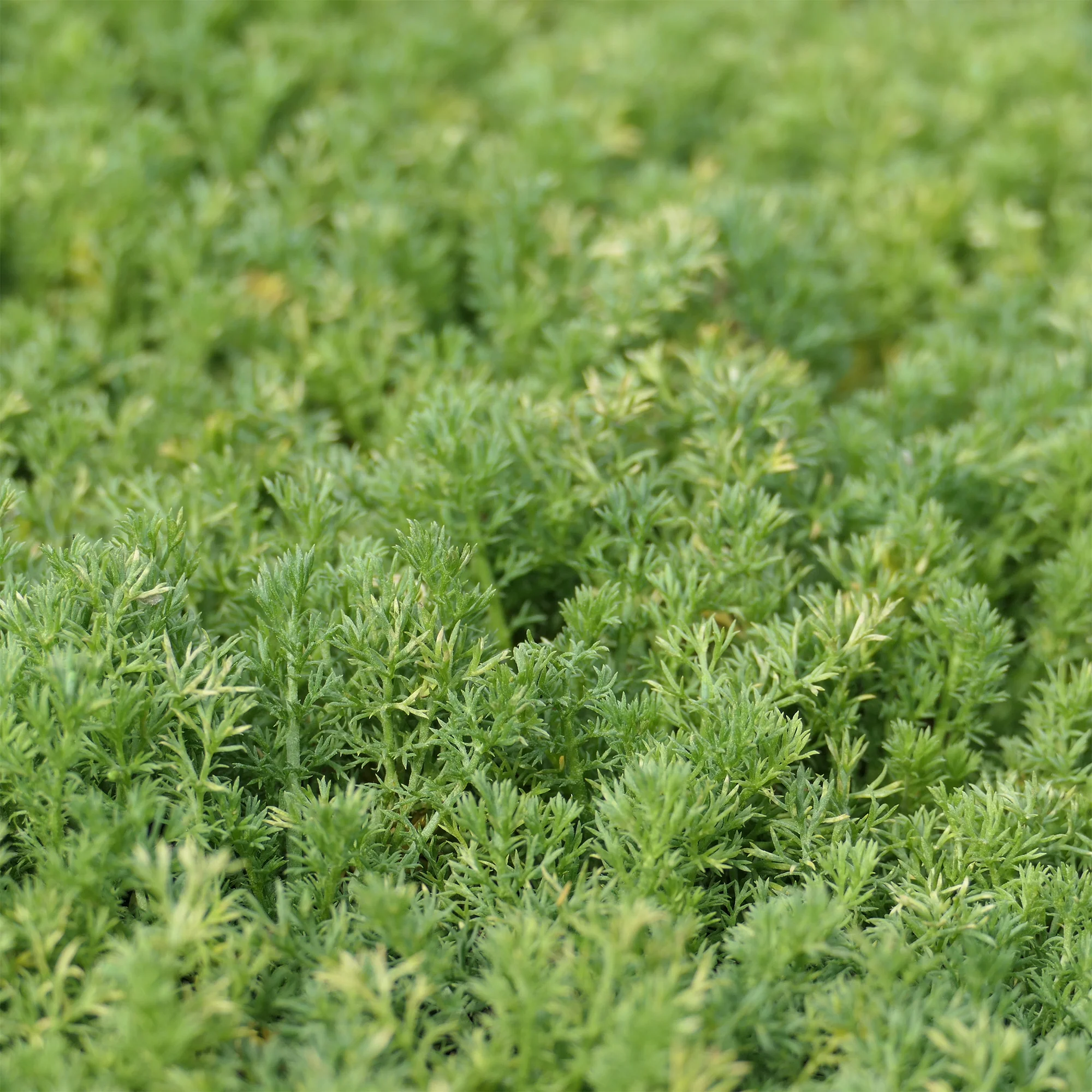 Camomille romaine Treneague