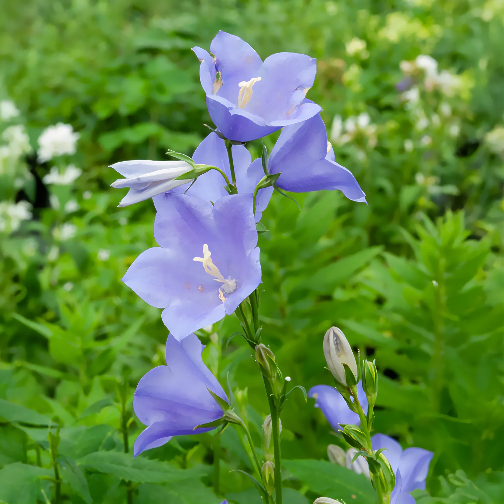 Campanule à feuilles de pêcher - Image 2