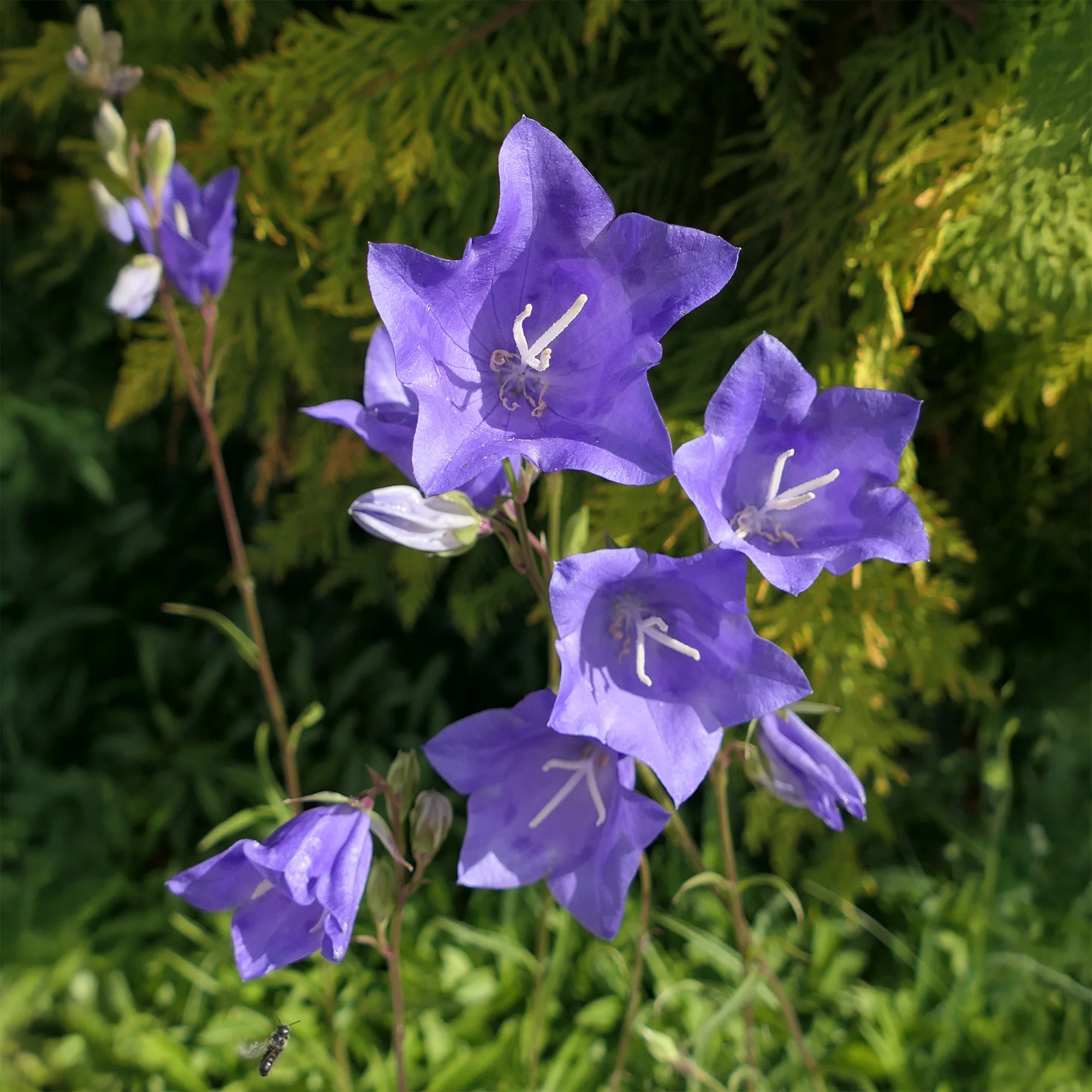 Campanule à feuilles de pêcher - Image 4