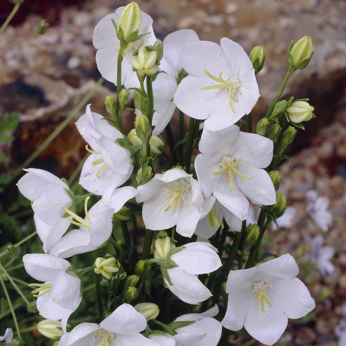 Campanule à feuilles de pêcher Alba