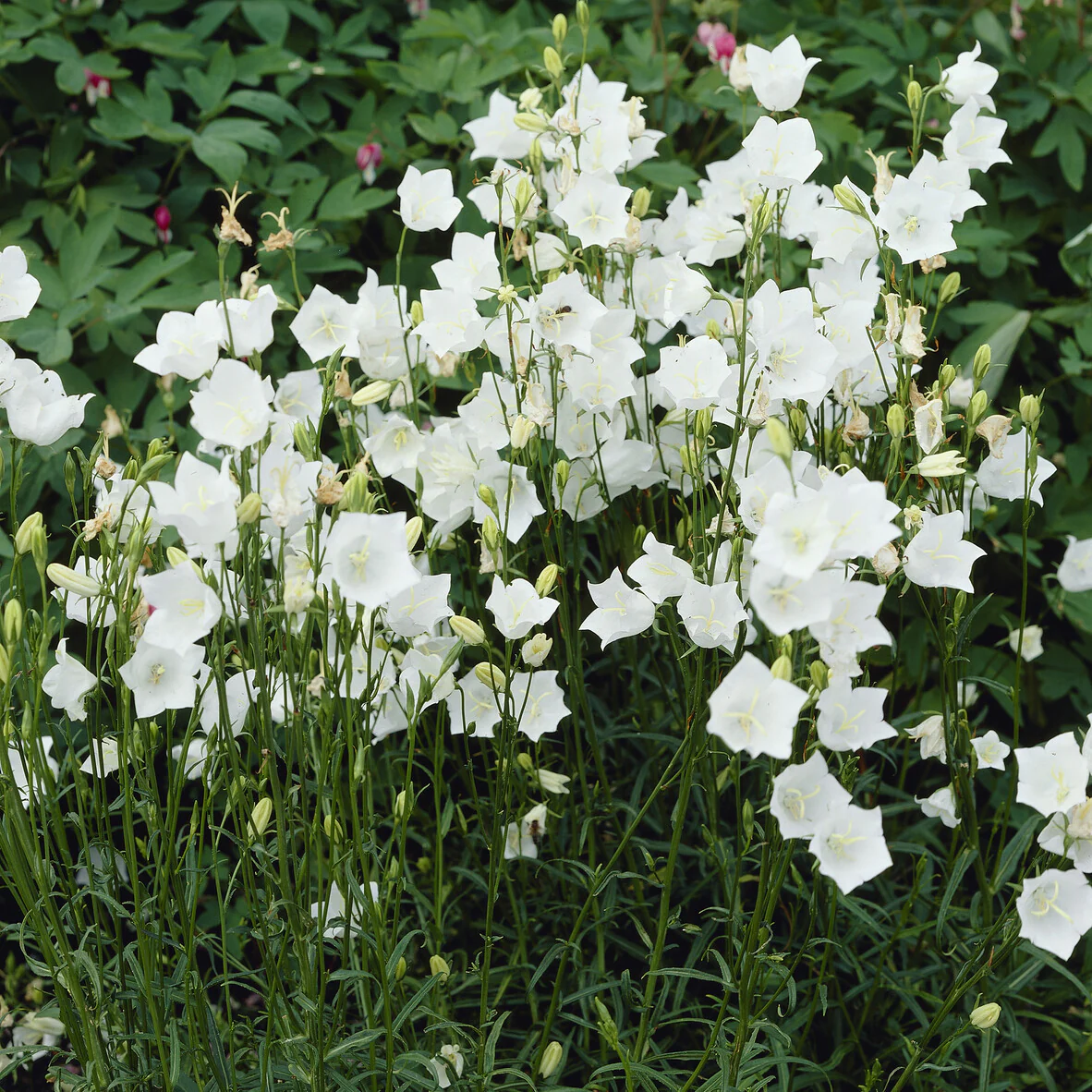 Campanule à feuilles de pêcher Alba - Image 5