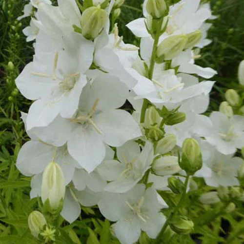 Campanule à fleurs larges Alba