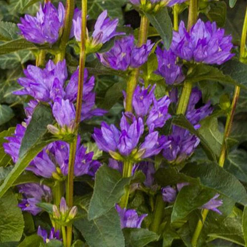 Campanule agglomérée Freya