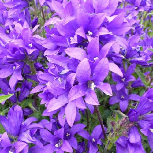 Campanule agglomérée Joan Elliott