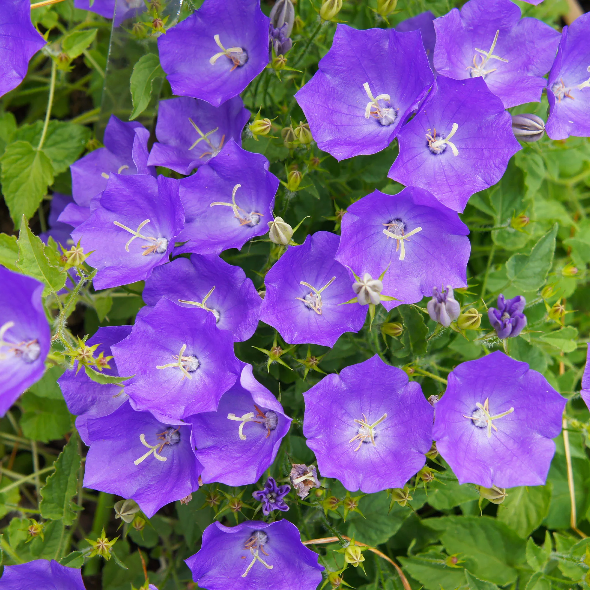 Campanule bleue des monts Carpathes vivace