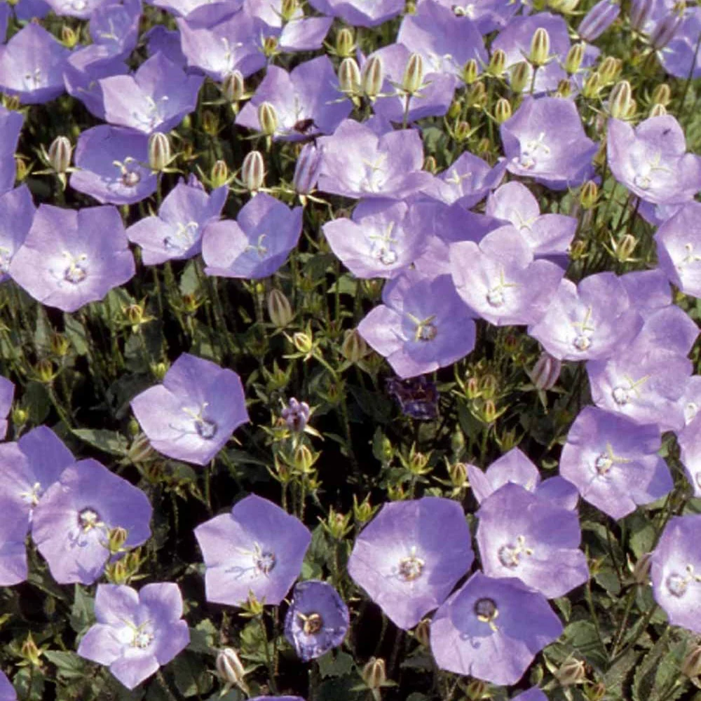 Campanule bleue des monts Carpathes vivace - Image 3