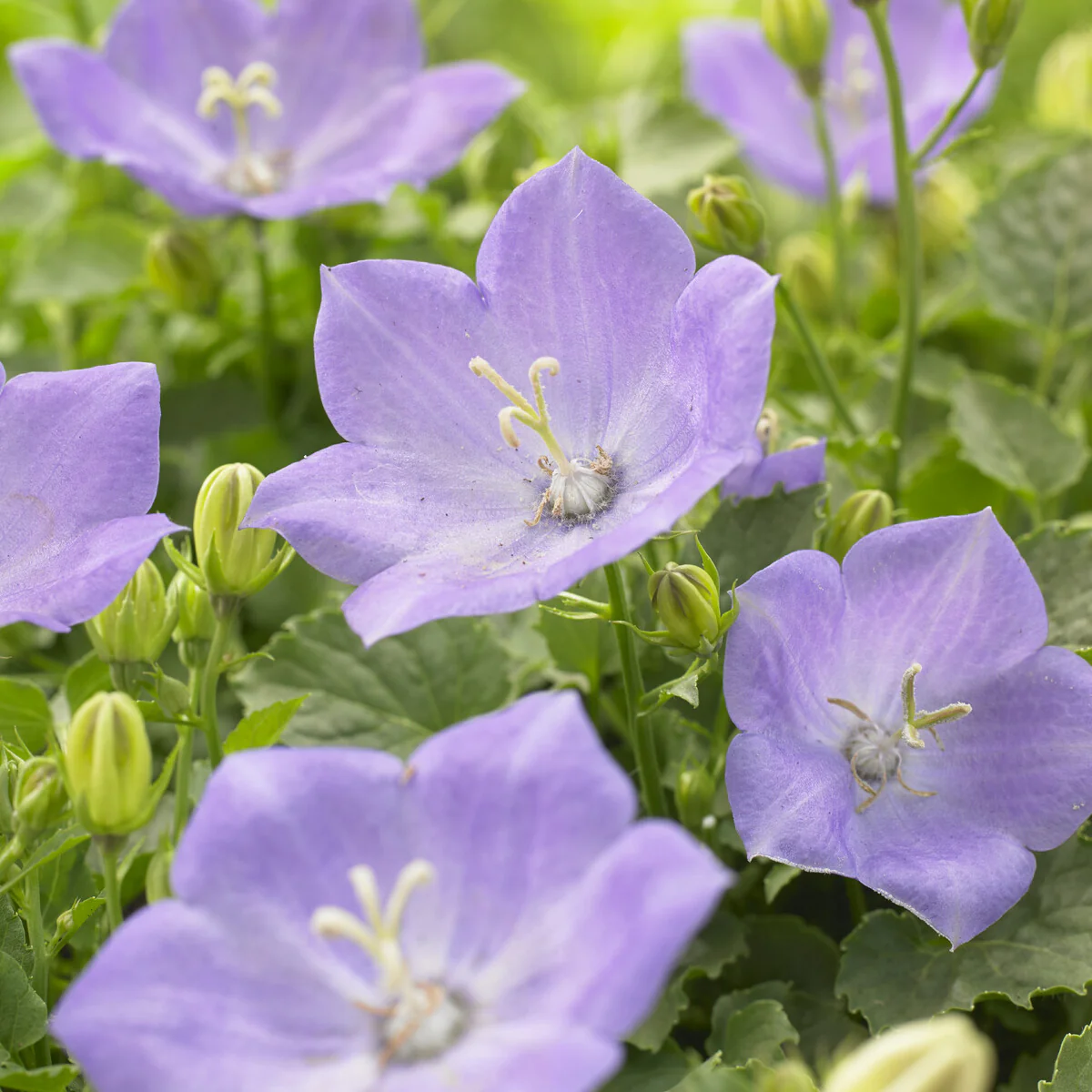 Campanule des Carpates Blaue Clips - Image 2