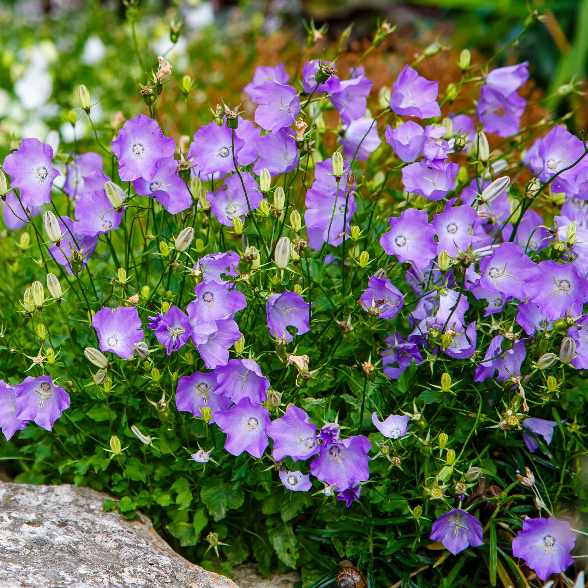 Campanule des Carpates Blaue Clips - Image 3