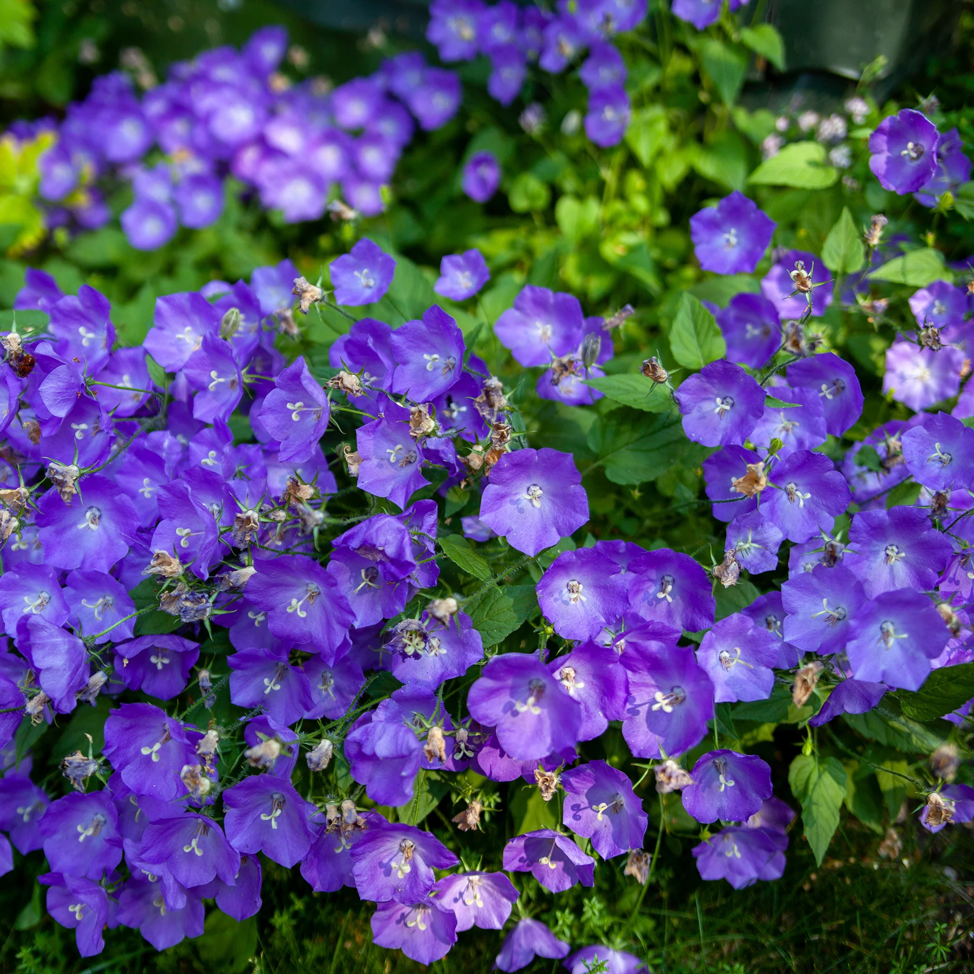 Campanule des Carpates Blaue Clips - Image 4