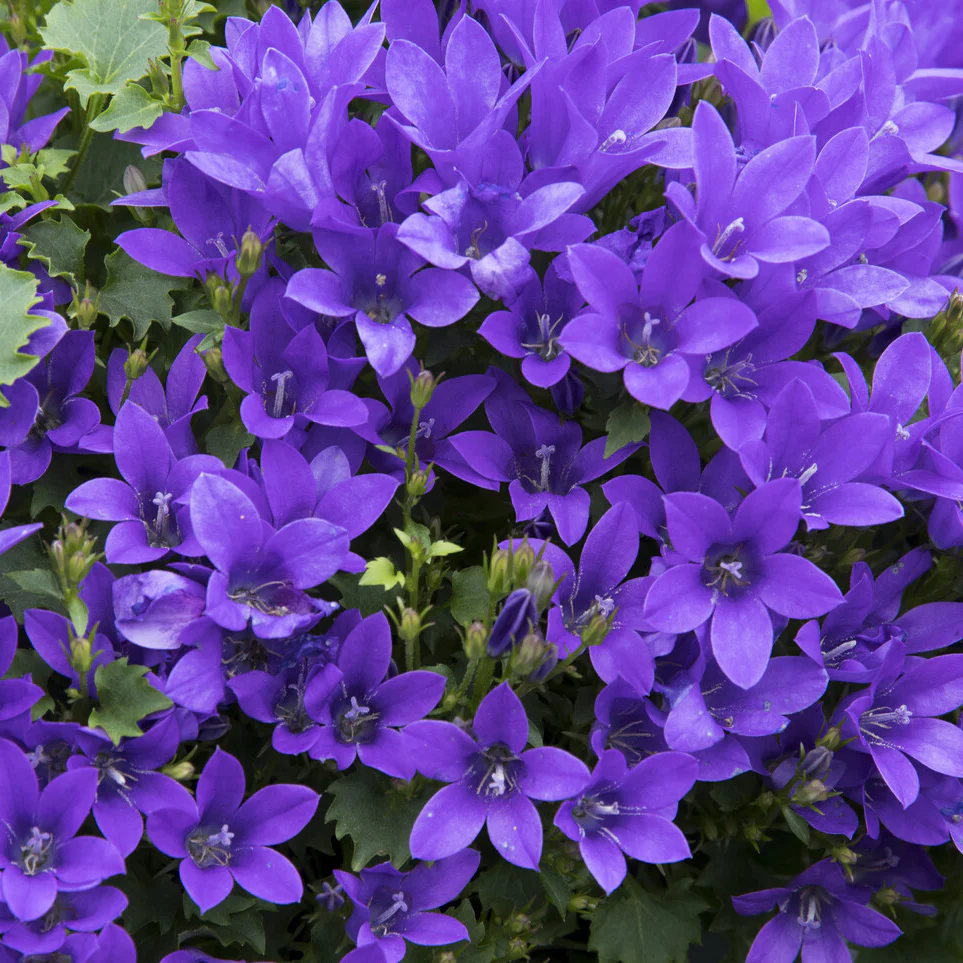Campanule des murailles - Image 3